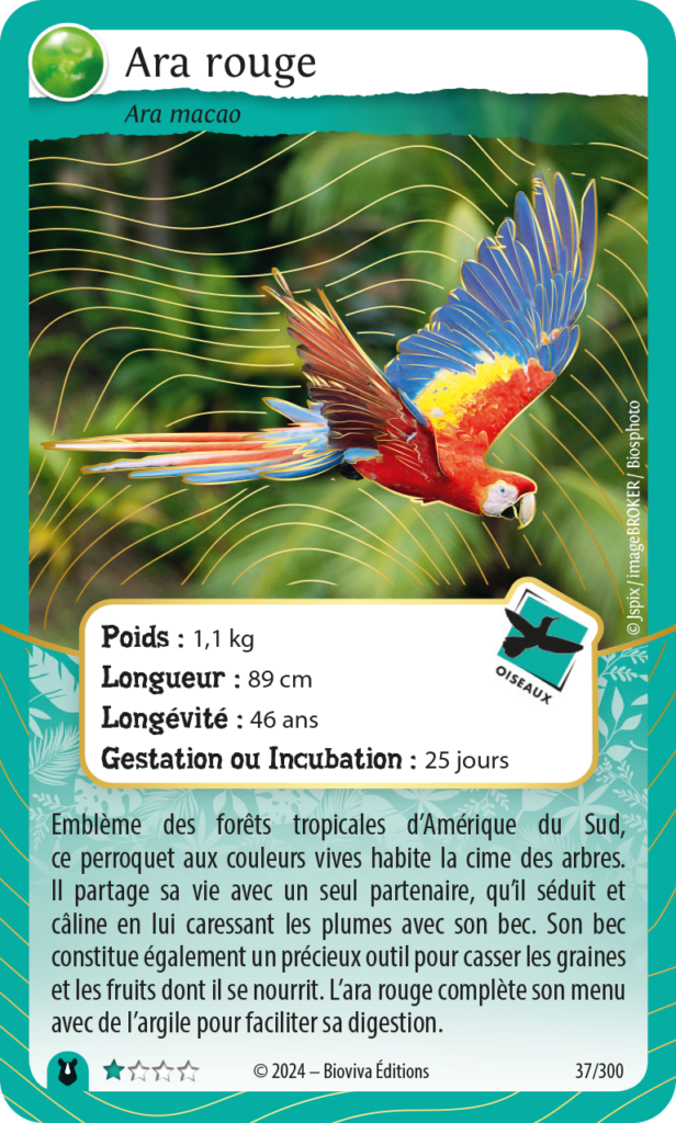CARTE ARA ROUGE