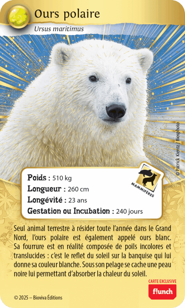 CARTE OURS POLAIRE